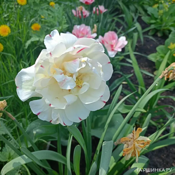 превью изображения отзыва