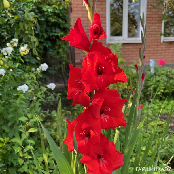 превью изображения отзыва