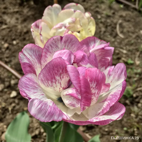 превью изображения отзыва