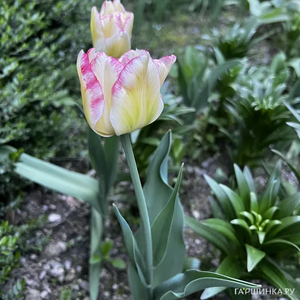 превью изображения отзыва