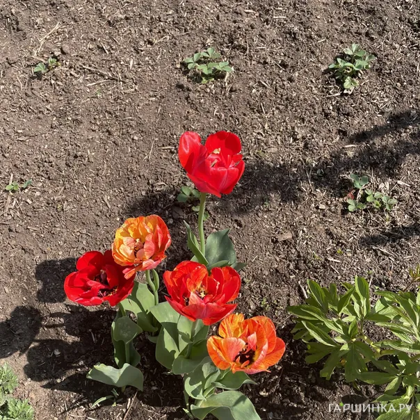 превью изображения отзыва