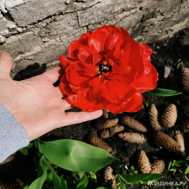 превью изображения отзыва