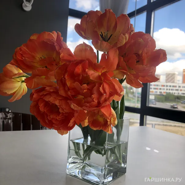 превью изображения отзыва