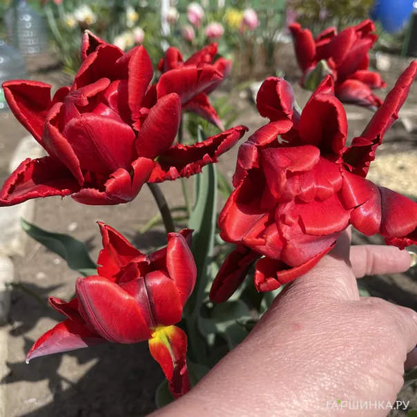 превью изображения отзыва