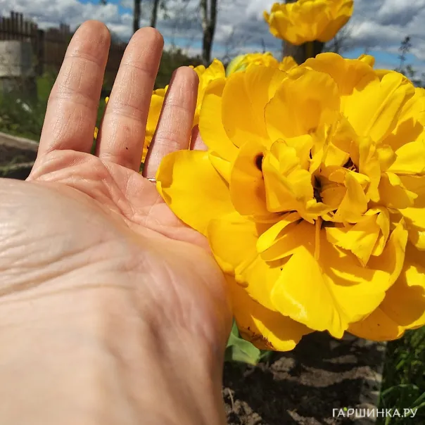 превью изображения отзыва