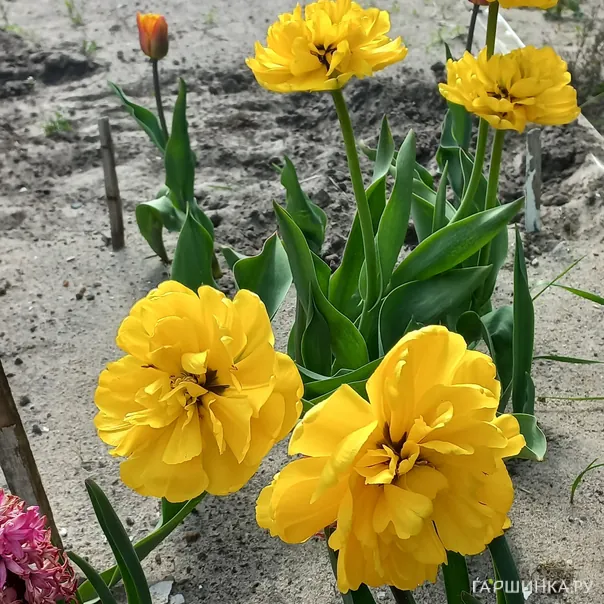 превью изображения отзыва