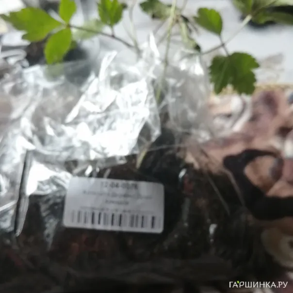 превью изображения отзыва