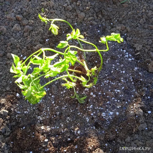 превью изображения отзыва