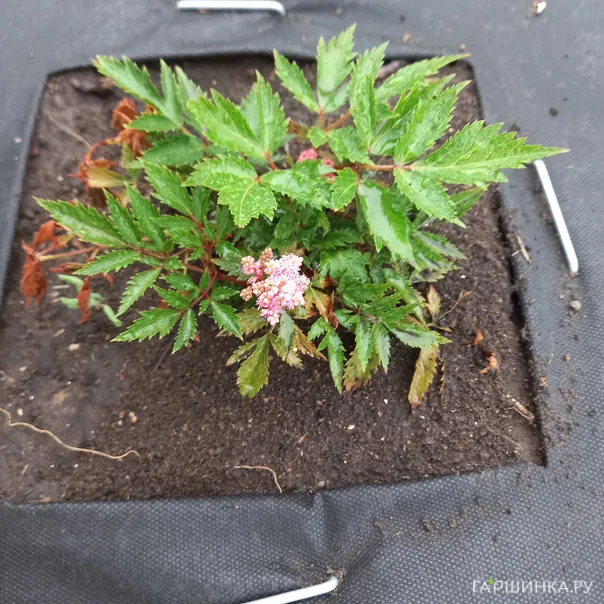 превью изображения отзыва