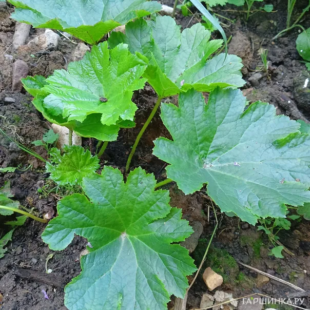 превью изображения отзыва