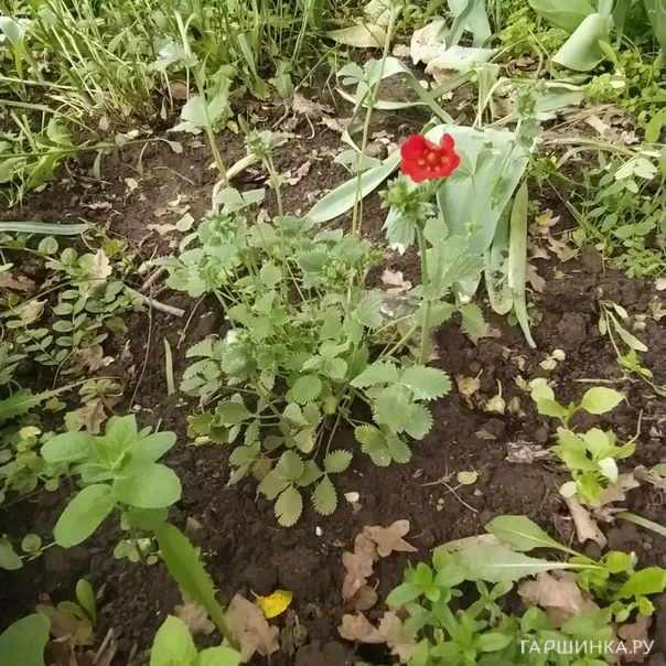 превью изображения отзыва