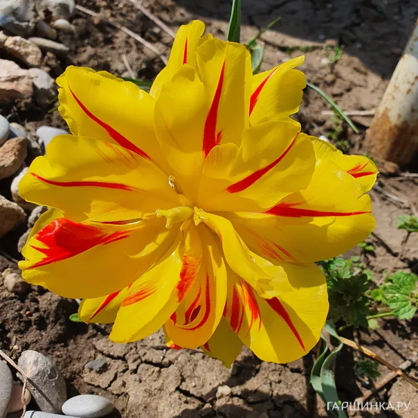 превью изображения отзыва