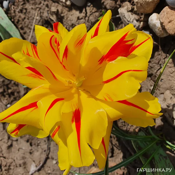 превью изображения отзыва