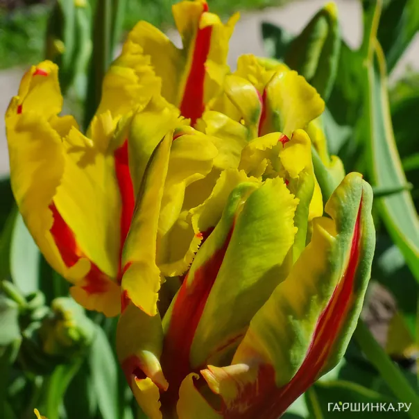 превью изображения отзыва