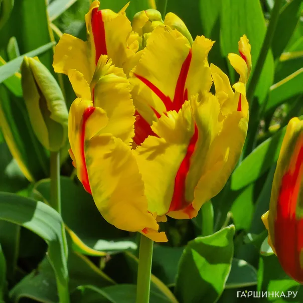 превью изображения отзыва