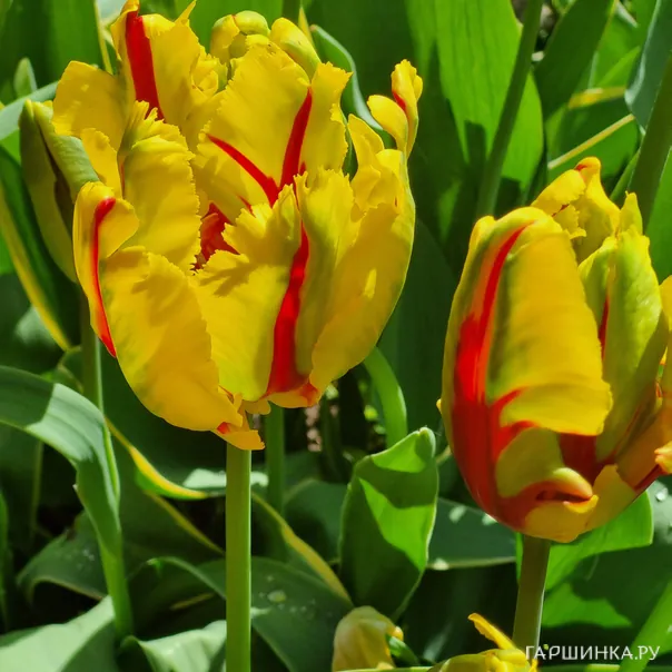 превью изображения отзыва