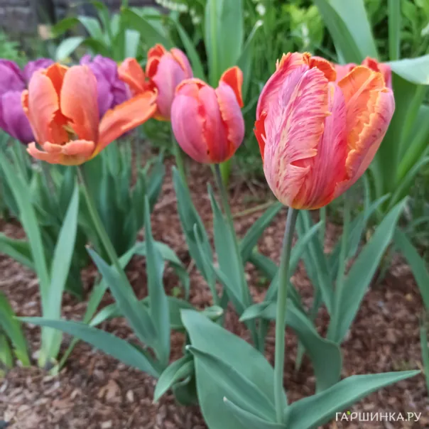 превью изображения отзыва