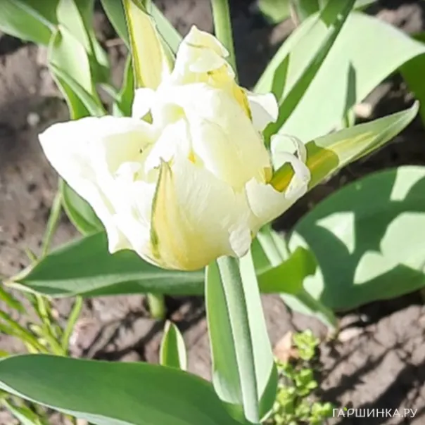 превью изображения отзыва