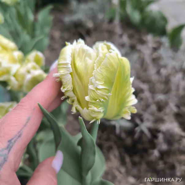 превью изображения отзыва