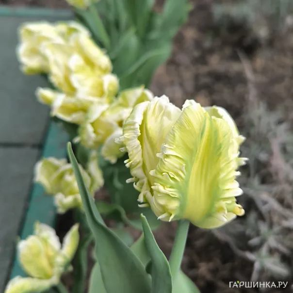 превью изображения отзыва