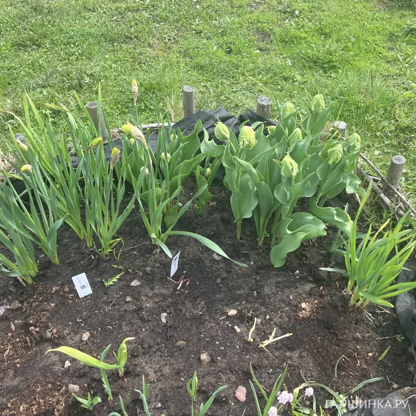 превью изображения отзыва