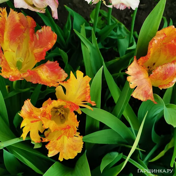 превью изображения отзыва