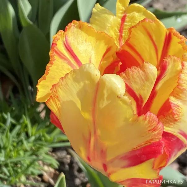 превью изображения отзыва