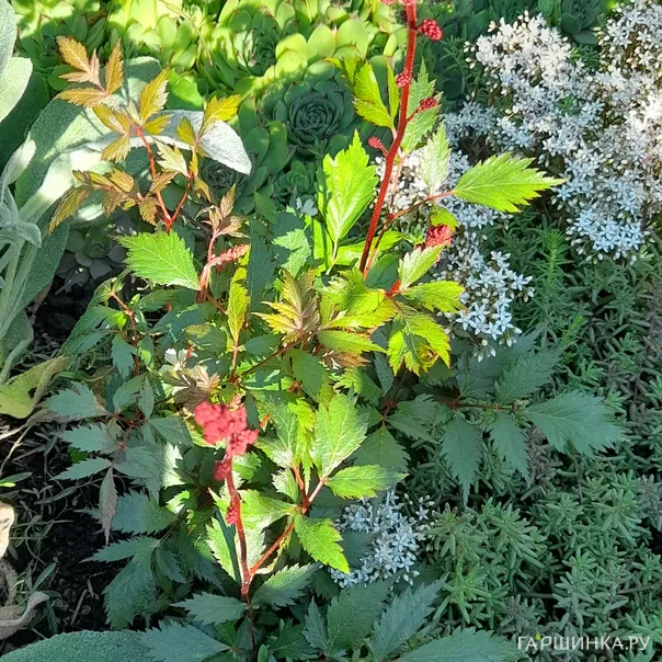 превью изображения отзыва