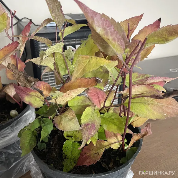 превью изображения отзыва