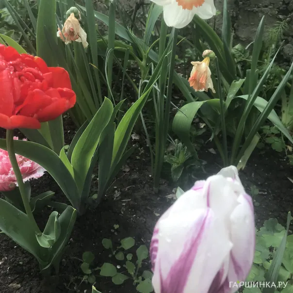 превью изображения отзыва