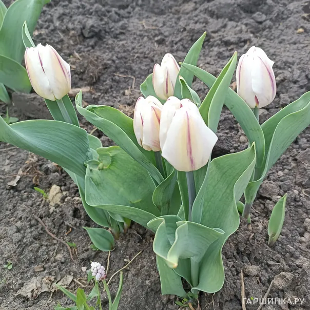 превью изображения отзыва