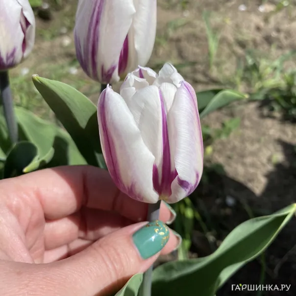 превью изображения отзыва