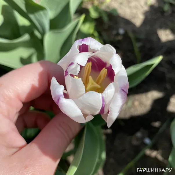 превью изображения отзыва