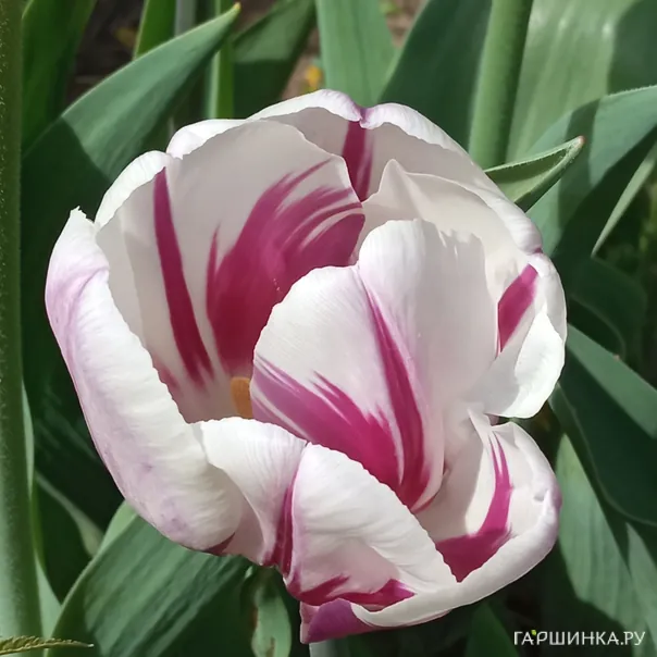 превью изображения отзыва