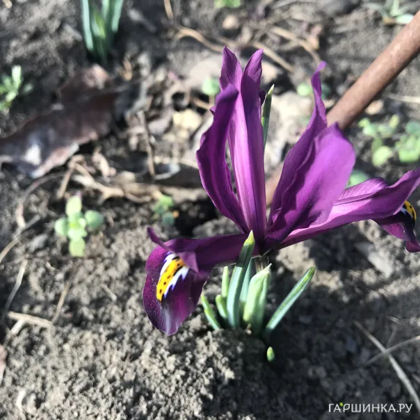 превью изображения отзыва