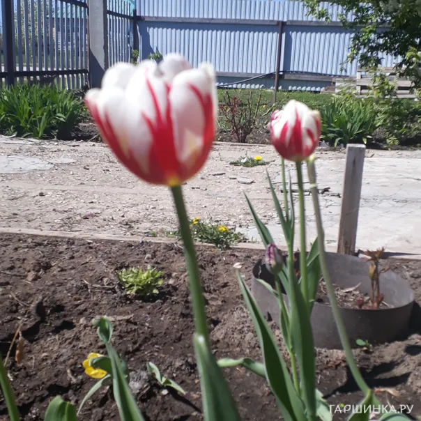 превью изображения отзыва