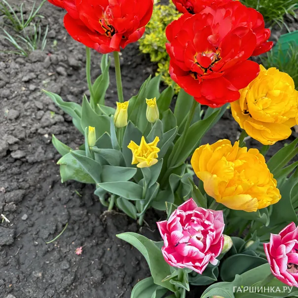 превью изображения отзыва