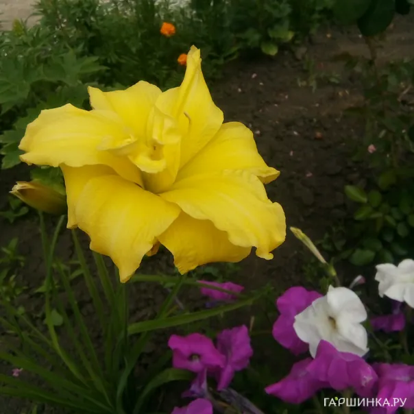 превью изображения отзыва