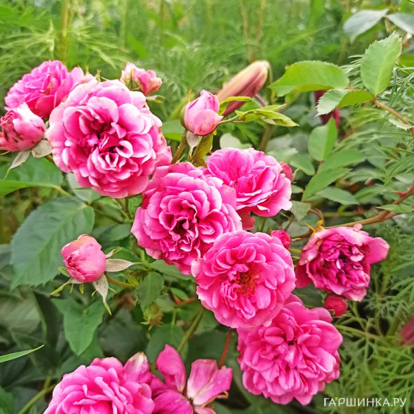 превью изображения отзыва