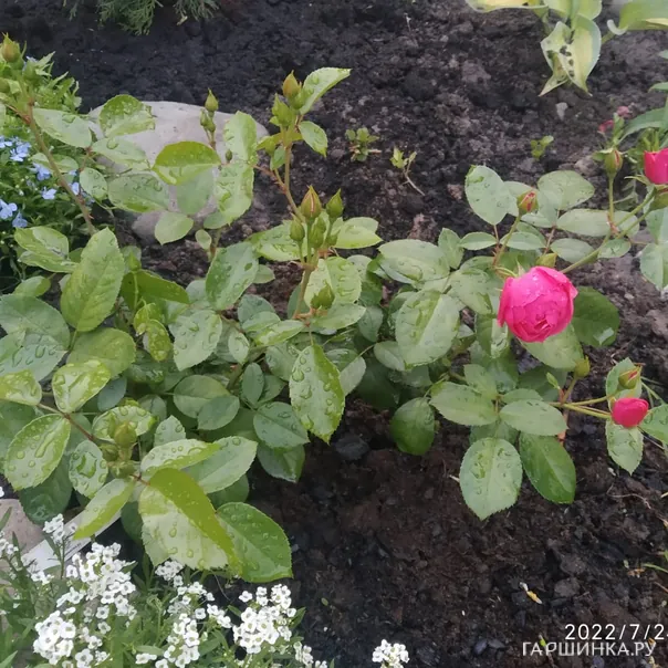 превью изображения отзыва