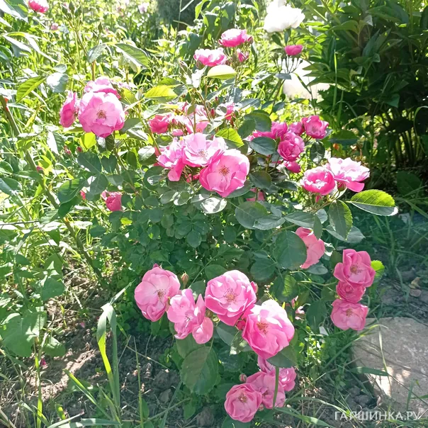 превью изображения отзыва