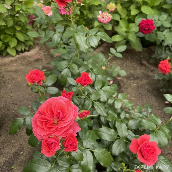 превью изображения отзыва