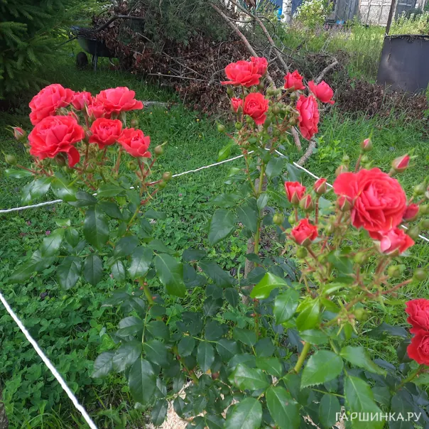 превью изображения отзыва