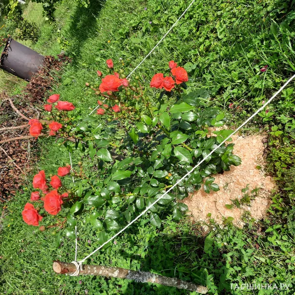 превью изображения отзыва