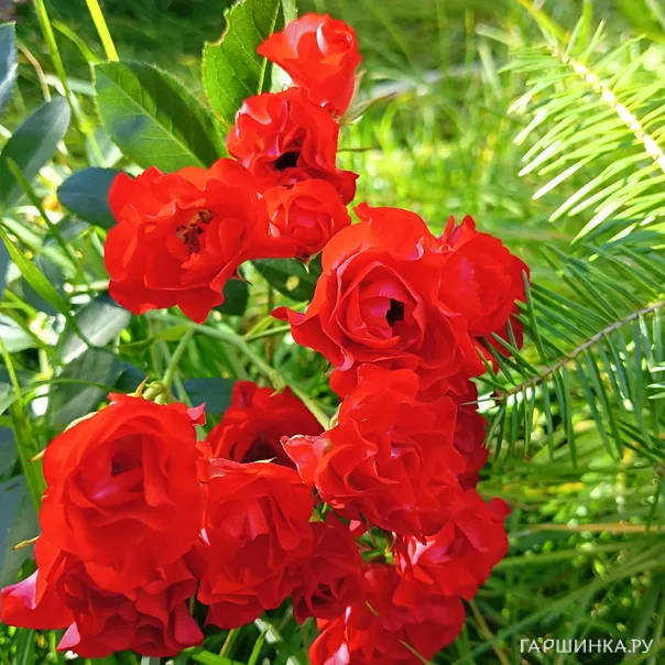 превью изображения отзыва