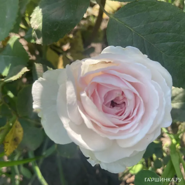 превью изображения отзыва