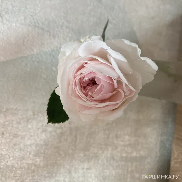 превью изображения отзыва