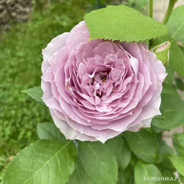 превью изображения отзыва