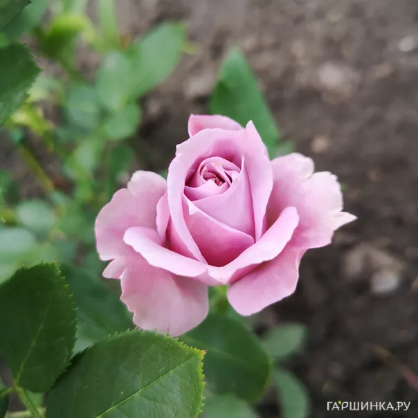 превью изображения отзыва