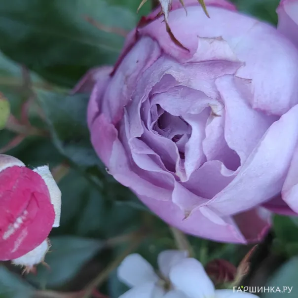 превью изображения отзыва